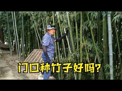 家裡可以種竹子嗎|家裡可以種竹子嗎